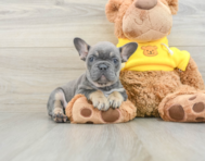 8 week old French Bulldog Puppy For Sale - Pilesgrove Pups