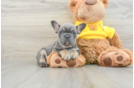 Small French Bulldog Baby