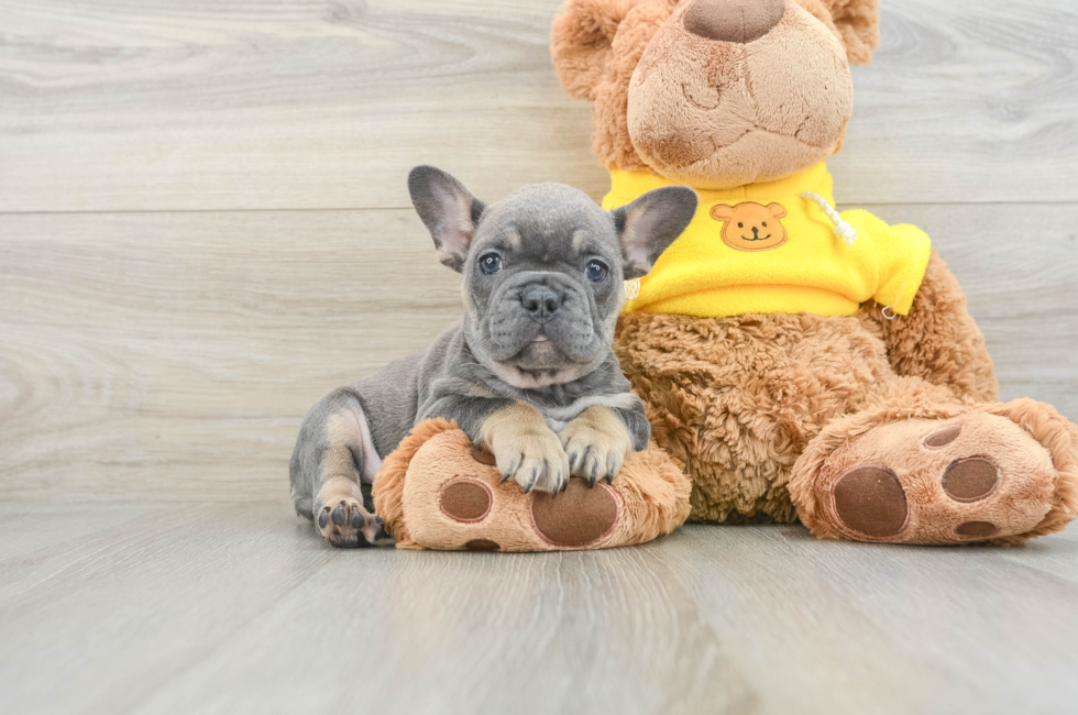 7 week old French Bulldog Puppy For Sale - Pilesgrove Pups