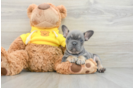 French Bulldog Puppy for Adoption