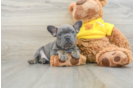 Funny French Bulldog Purebred Pup