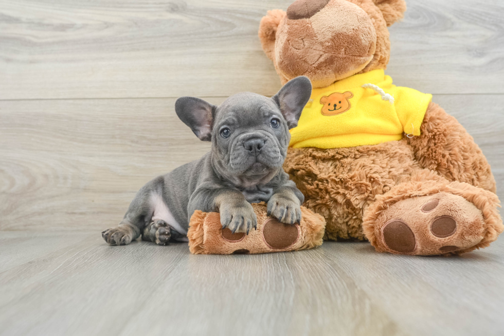 Funny French Bulldog Purebred Pup