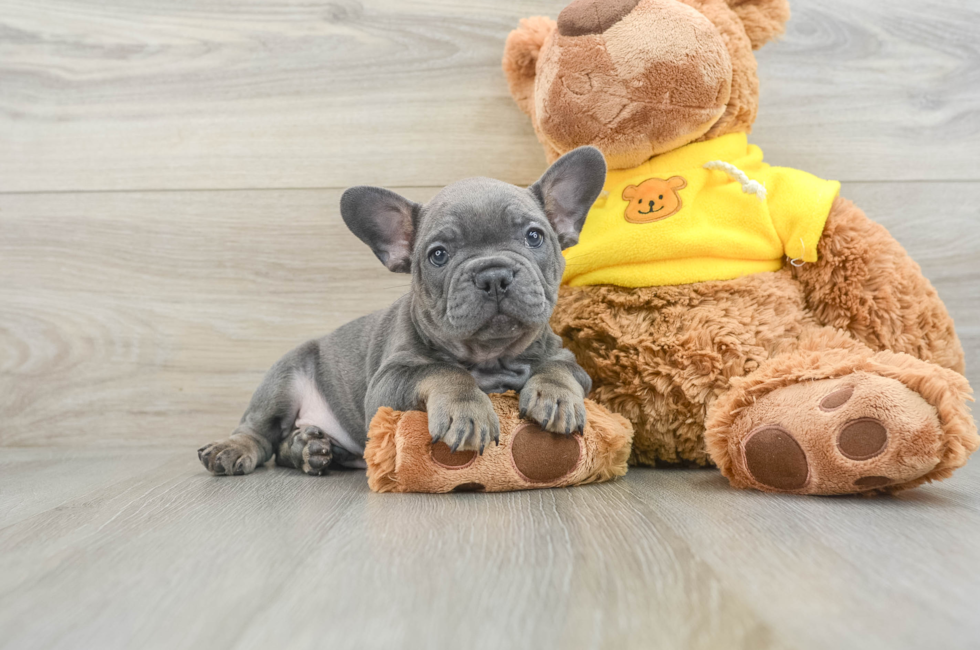 7 week old French Bulldog Puppy For Sale - Pilesgrove Pups