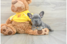 Fluffy Frenchie Purebred Puppy