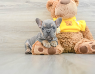 8 week old French Bulldog Puppy For Sale - Pilesgrove Pups