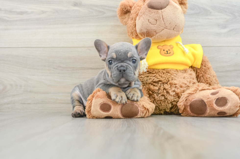 7 week old French Bulldog Puppy For Sale - Pilesgrove Pups