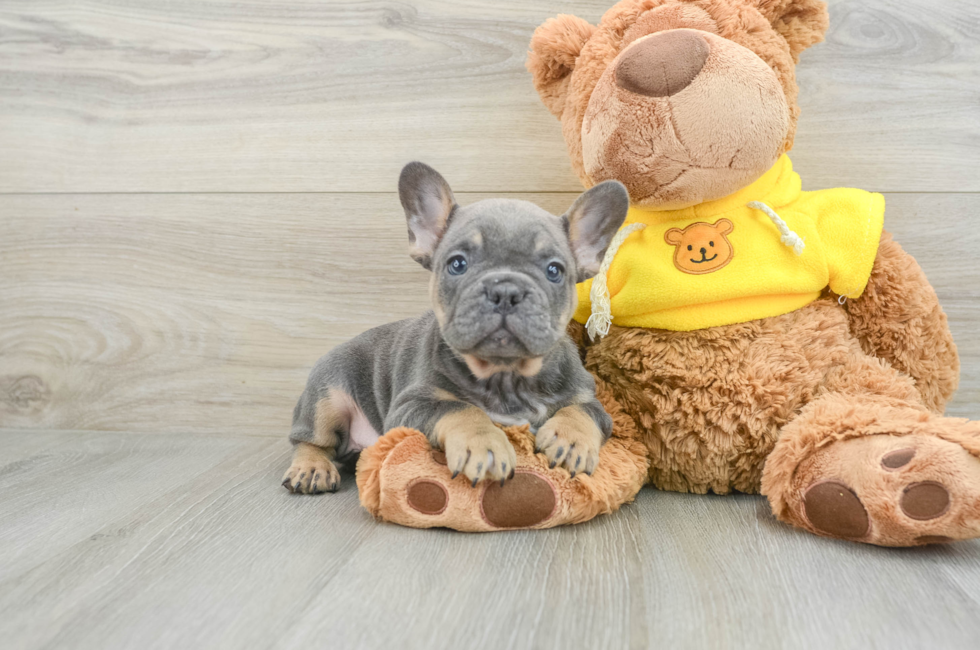 7 week old French Bulldog Puppy For Sale - Pilesgrove Pups