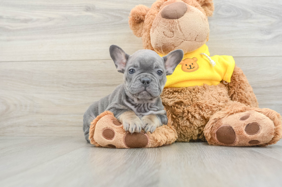 7 week old French Bulldog Puppy For Sale - Pilesgrove Pups