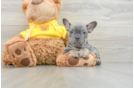 French Bulldog Puppy for Adoption