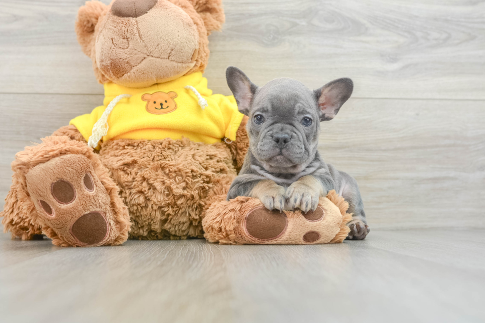 French Bulldog Puppy for Adoption