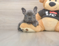 6 week old French Bulldog Puppy For Sale - Pilesgrove Pups