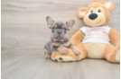 French Bulldog Puppy for Adoption