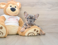 7 week old French Bulldog Puppy For Sale - Pilesgrove Pups