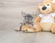 7 week old French Bulldog Puppy For Sale - Pilesgrove Pups