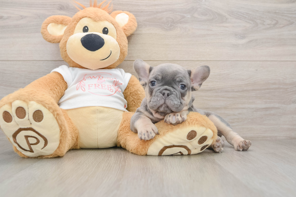Little French Bulldog Purebred Pup