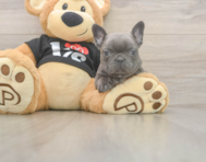 6 week old French Bulldog Puppy For Sale - Pilesgrove Pups