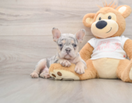 7 week old French Bulldog Puppy For Sale - Pilesgrove Pups