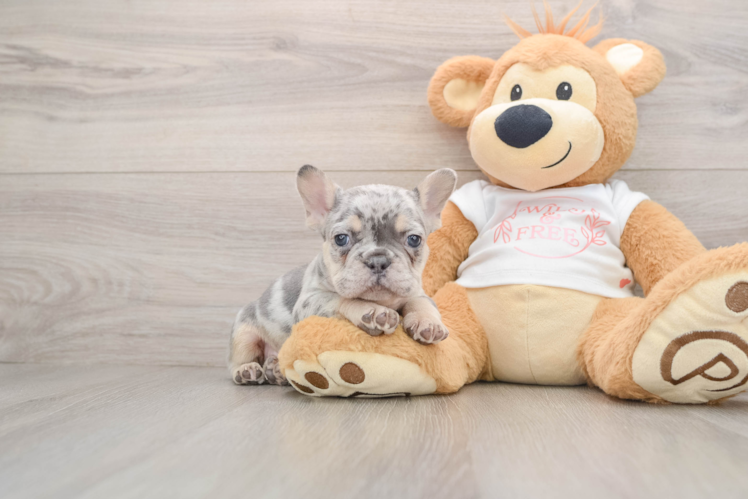 French Bulldog Puppy for Adoption