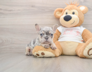 7 week old French Bulldog Puppy For Sale - Pilesgrove Pups