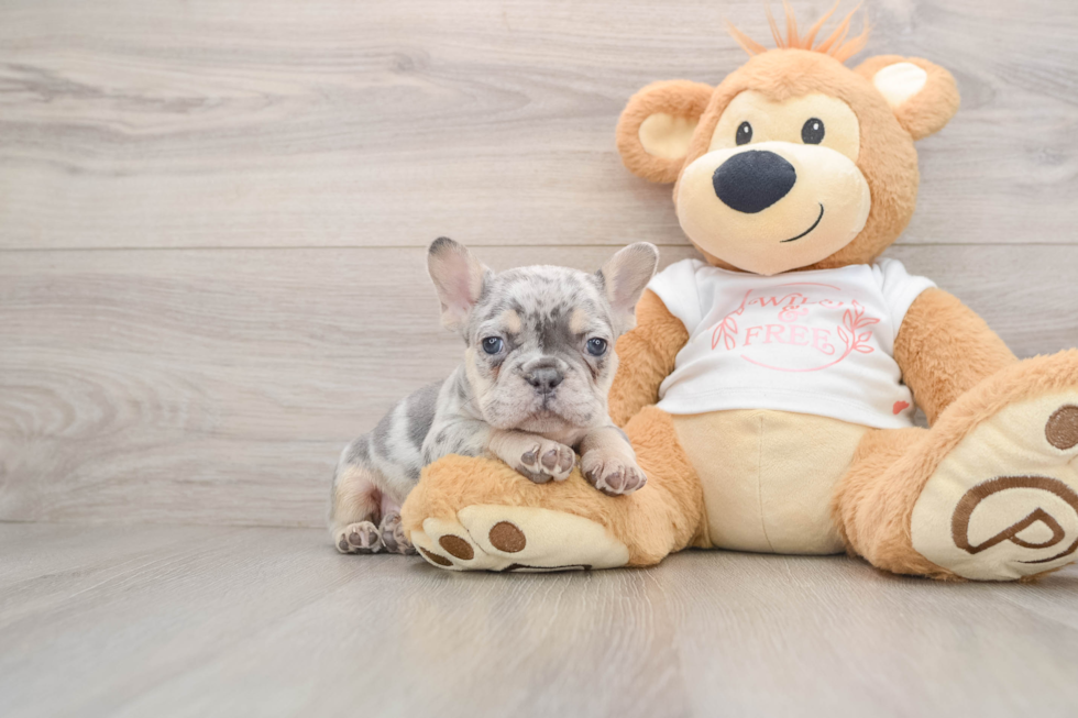 French Bulldog Puppy for Adoption