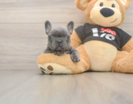 6 week old French Bulldog Puppy For Sale - Pilesgrove Pups