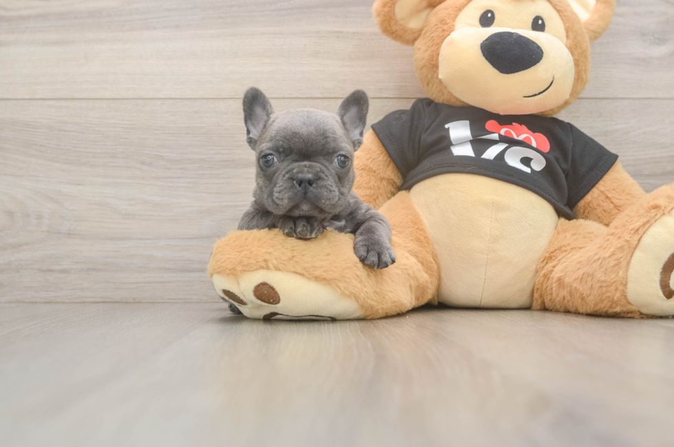 7 week old French Bulldog Puppy For Sale - Pilesgrove Pups