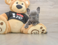 6 week old French Bulldog Puppy For Sale - Pilesgrove Pups