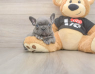 6 week old French Bulldog Puppy For Sale - Pilesgrove Pups