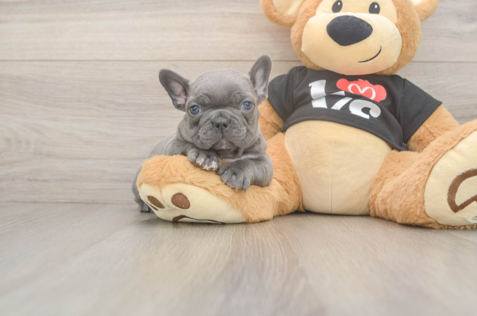 7 week old French Bulldog Puppy For Sale - Pilesgrove Pups