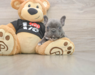 7 week old French Bulldog Puppy For Sale - Pilesgrove Pups