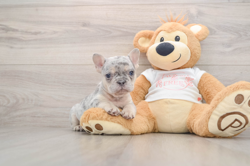 Best French Bulldog Baby