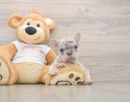 7 week old French Bulldog Puppy For Sale - Pilesgrove Pups