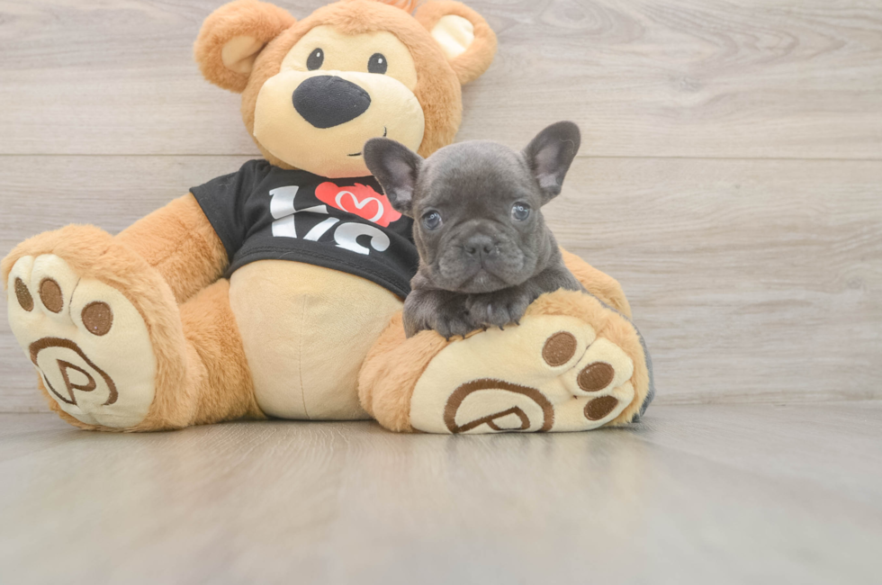 7 week old French Bulldog Puppy For Sale - Pilesgrove Pups