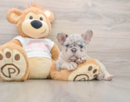 8 week old French Bulldog Puppy For Sale - Pilesgrove Pups