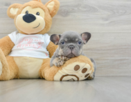 6 week old French Bulldog Puppy For Sale - Pilesgrove Pups