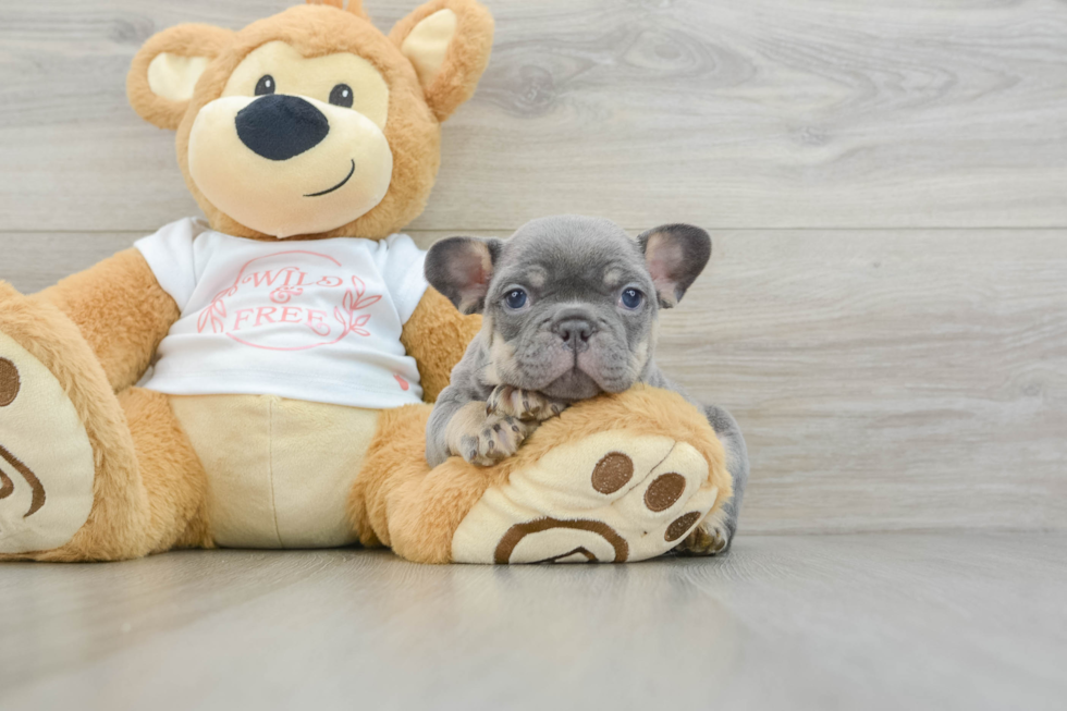 French Bulldog Puppy for Adoption