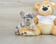 6 week old French Bulldog Puppy For Sale - Pilesgrove Pups