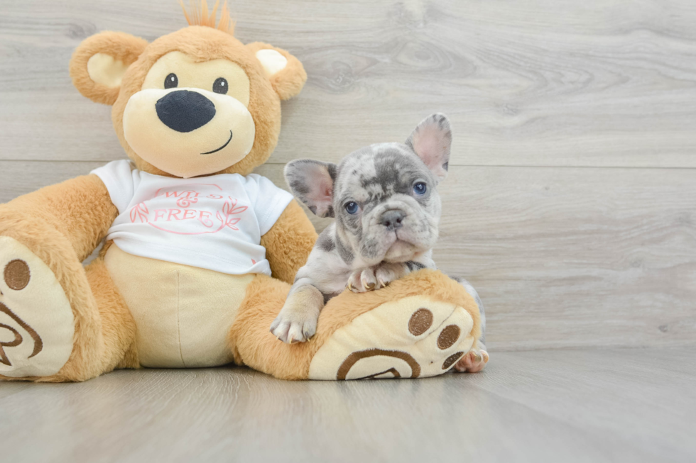 Playful French Bulldog Baby