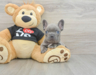 7 week old French Bulldog Puppy For Sale - Pilesgrove Pups