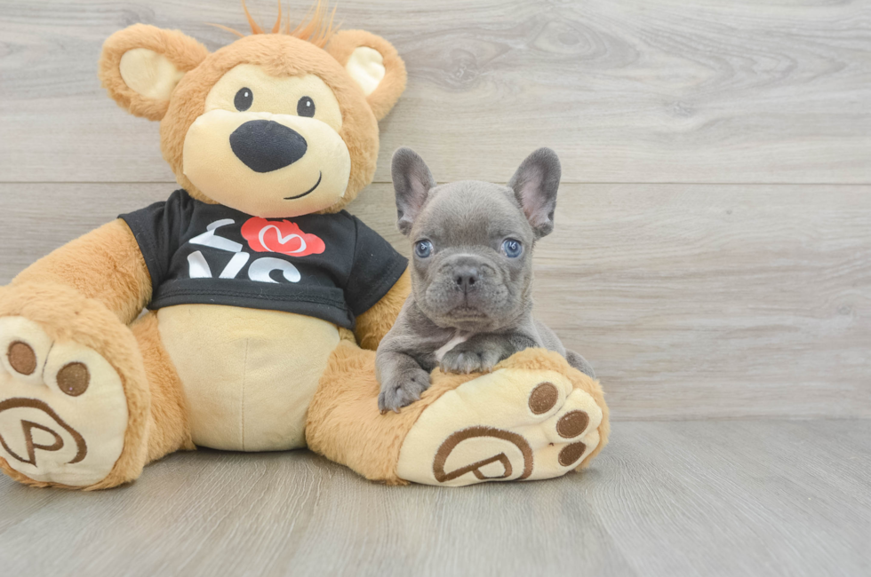 8 week old French Bulldog Puppy For Sale - Pilesgrove Pups