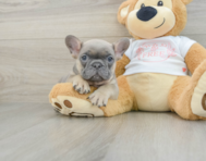 7 week old French Bulldog Puppy For Sale - Pilesgrove Pups