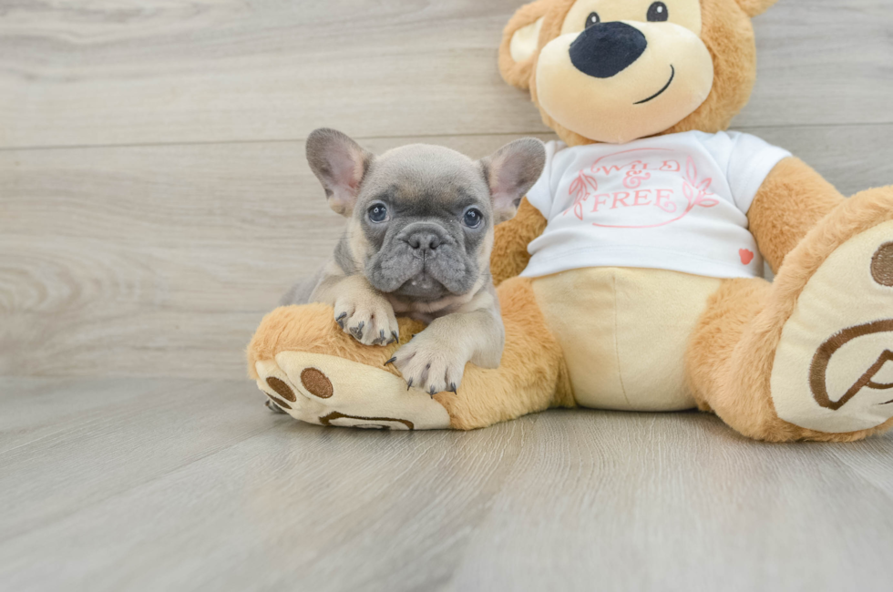 7 week old French Bulldog Puppy For Sale - Pilesgrove Pups