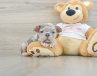 6 week old French Bulldog Puppy For Sale - Pilesgrove Pups