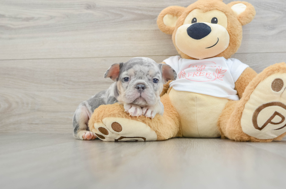 6 week old French Bulldog Puppy For Sale - Pilesgrove Pups