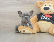 7 week old French Bulldog Puppy For Sale - Pilesgrove Pups