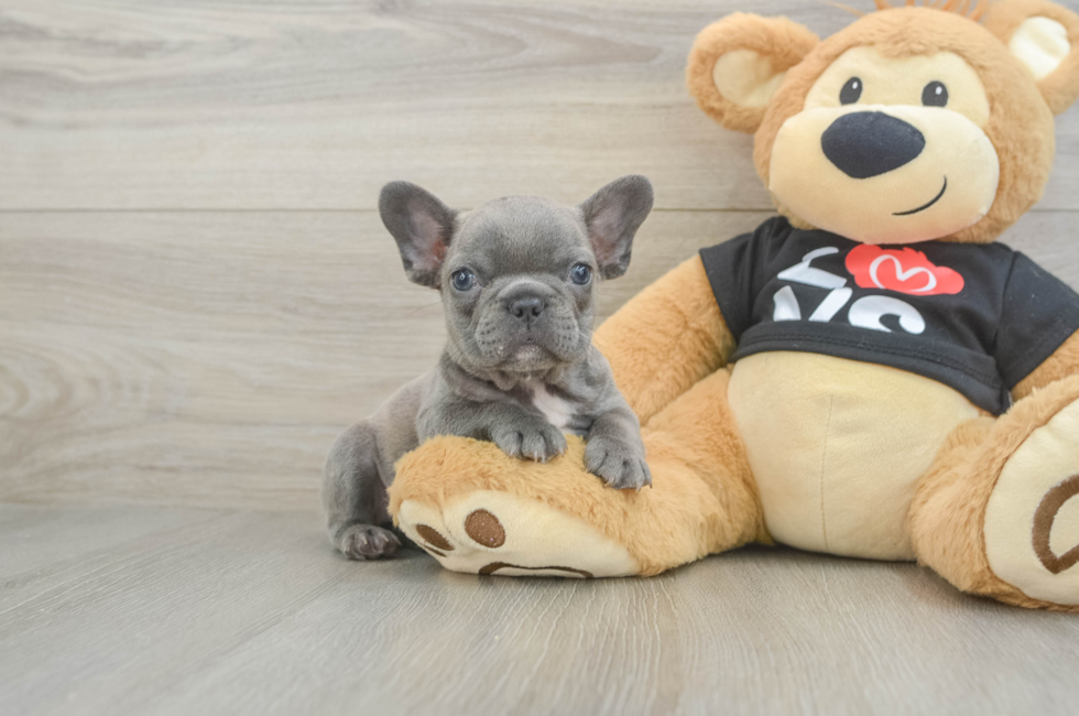 8 week old French Bulldog Puppy For Sale - Pilesgrove Pups