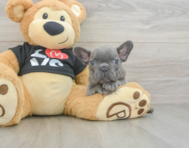 7 week old French Bulldog Puppy For Sale - Pilesgrove Pups