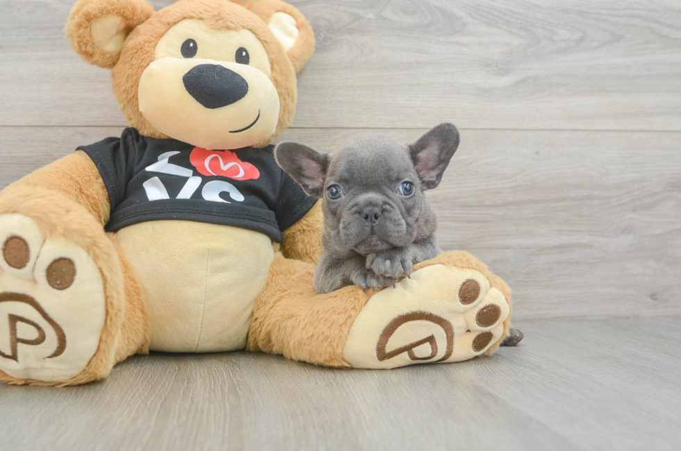 8 week old French Bulldog Puppy For Sale - Pilesgrove Pups