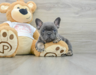 9 week old French Bulldog Puppy For Sale - Pilesgrove Pups