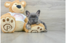 French Bulldog Pup Being Cute